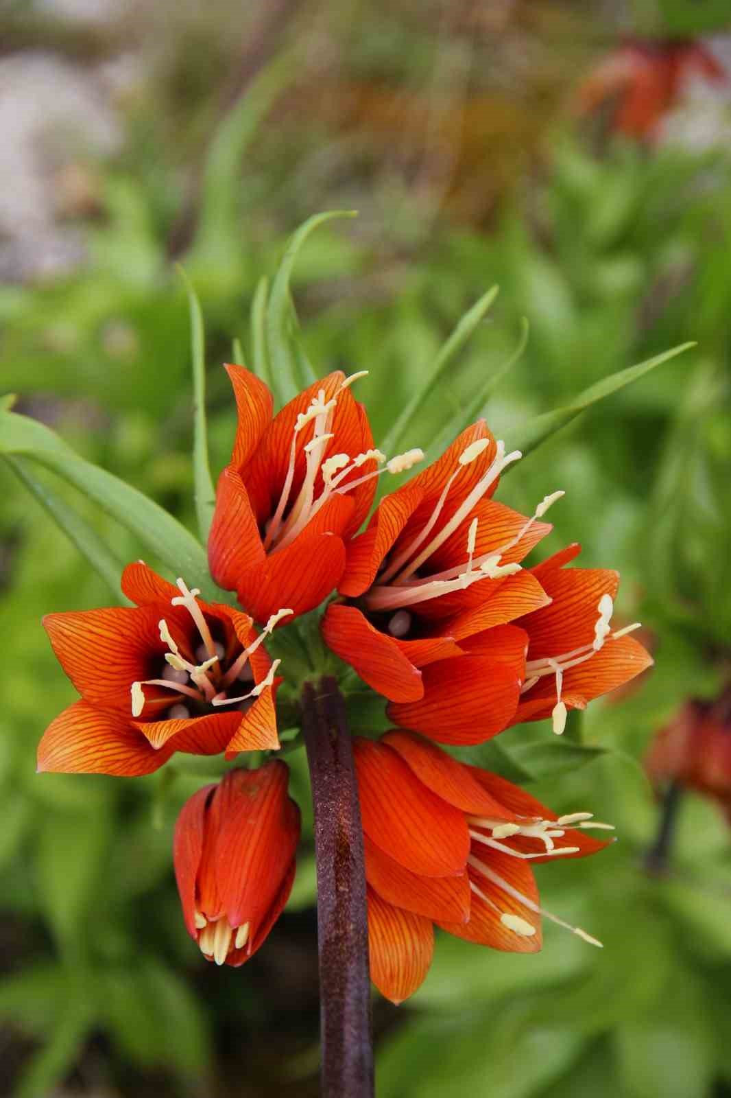 Afşin&rsquo;de ters laleler a&ccedil;tı: Koparana 700 bin TL ceza
