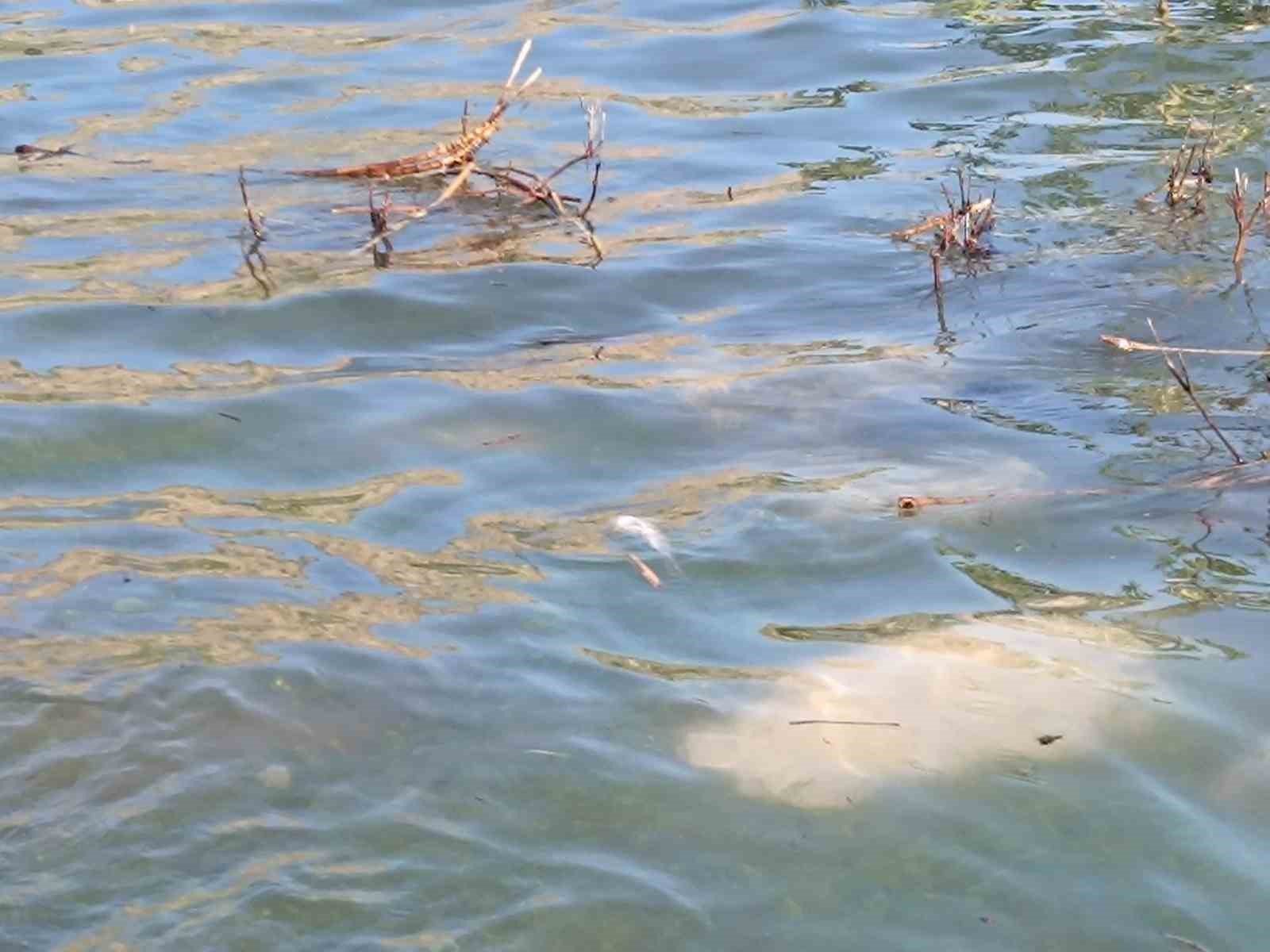 Dicle Nehri&rsquo;nde balık &ouml;l&uuml;mleri tedirgin etti
