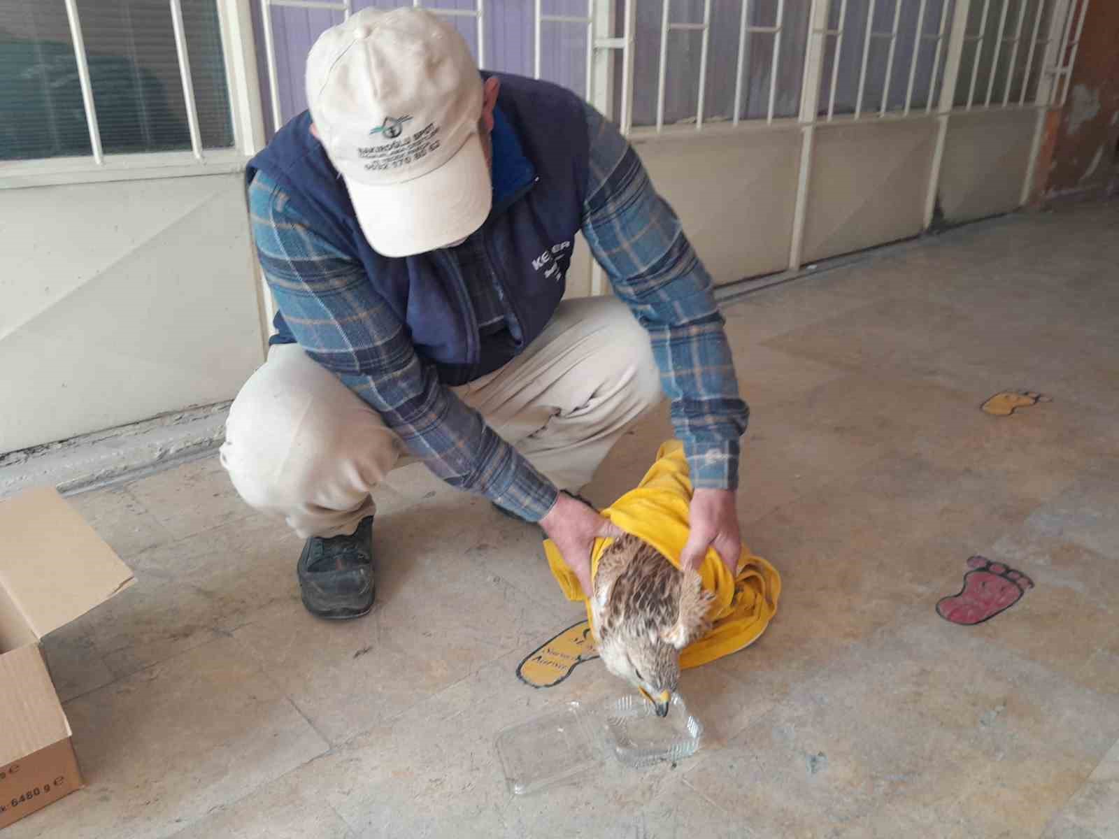 Karapınar&rsquo;da yaralı kızıl şahin tedavi altına alındı
