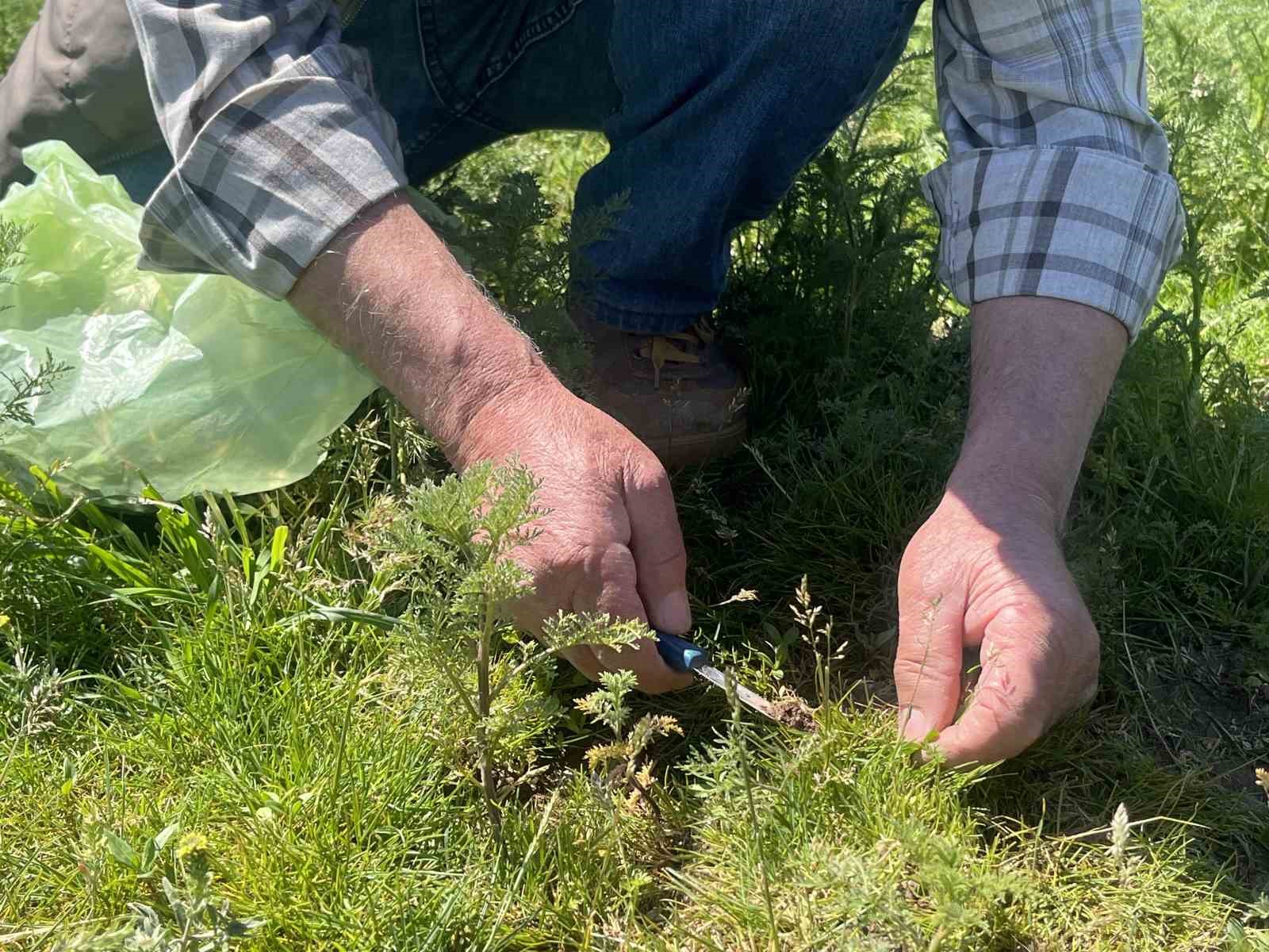 &Ccedil;orum&rsquo;da "madımak otu" mesaisi başladı
