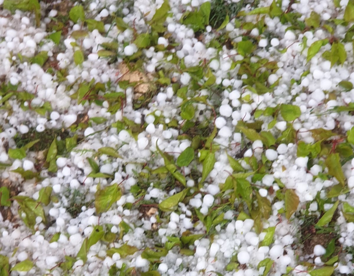 Malatya&rsquo;da dolu kayısı bah&ccedil;elerine zarar verdi
