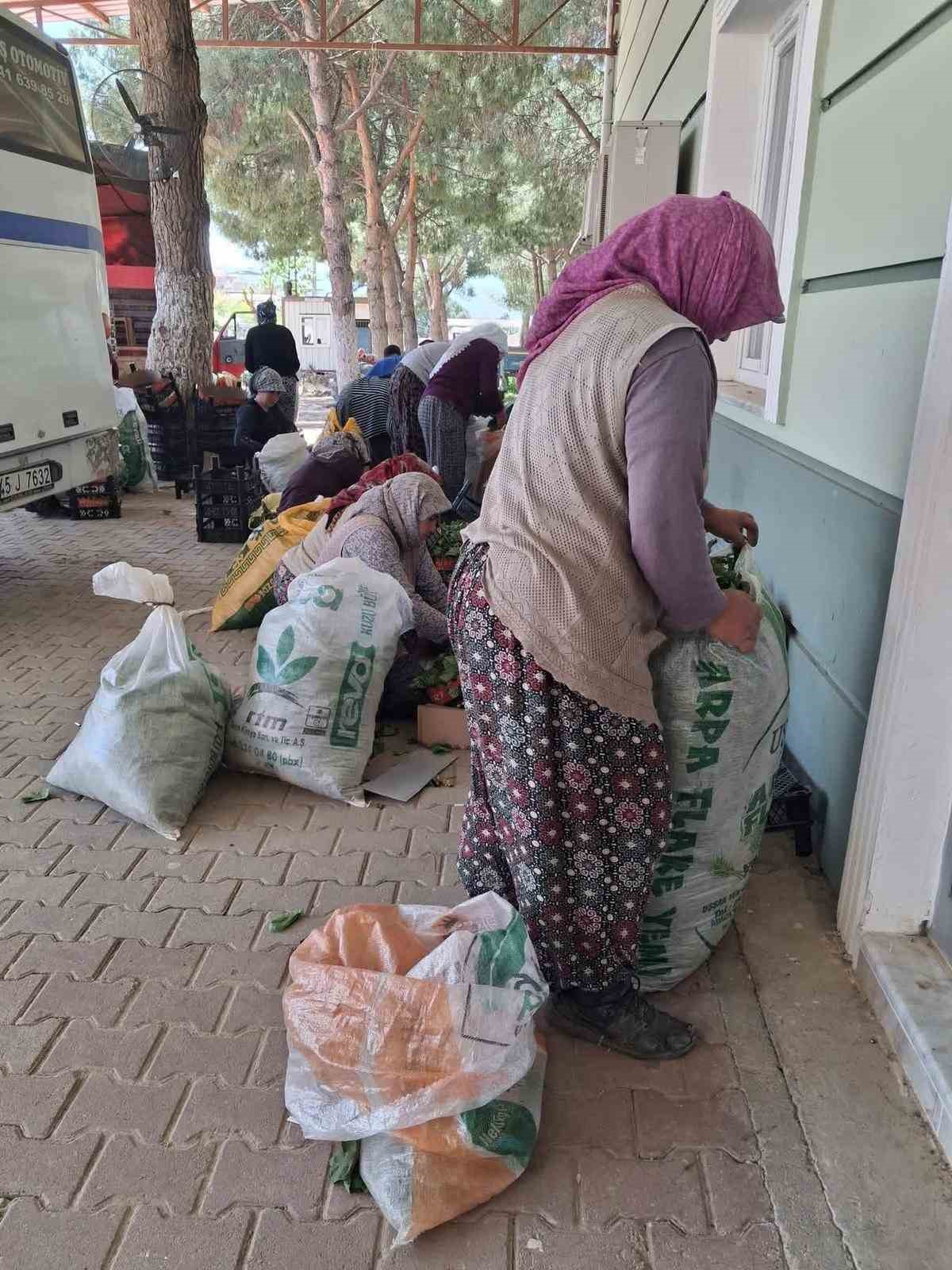 Sarıg&ouml;l&rsquo;de taze bağ yaprağı mesaisi başladı
