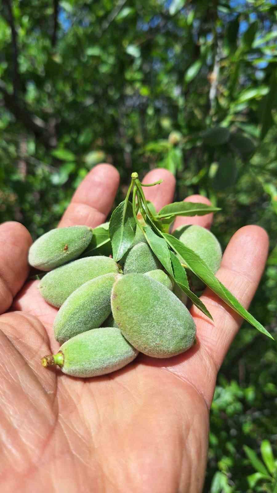 &Ccedil;ağla, &uuml;reticisinin y&uuml;z&uuml;n&uuml; g&uuml;ld&uuml;rd&uuml;
