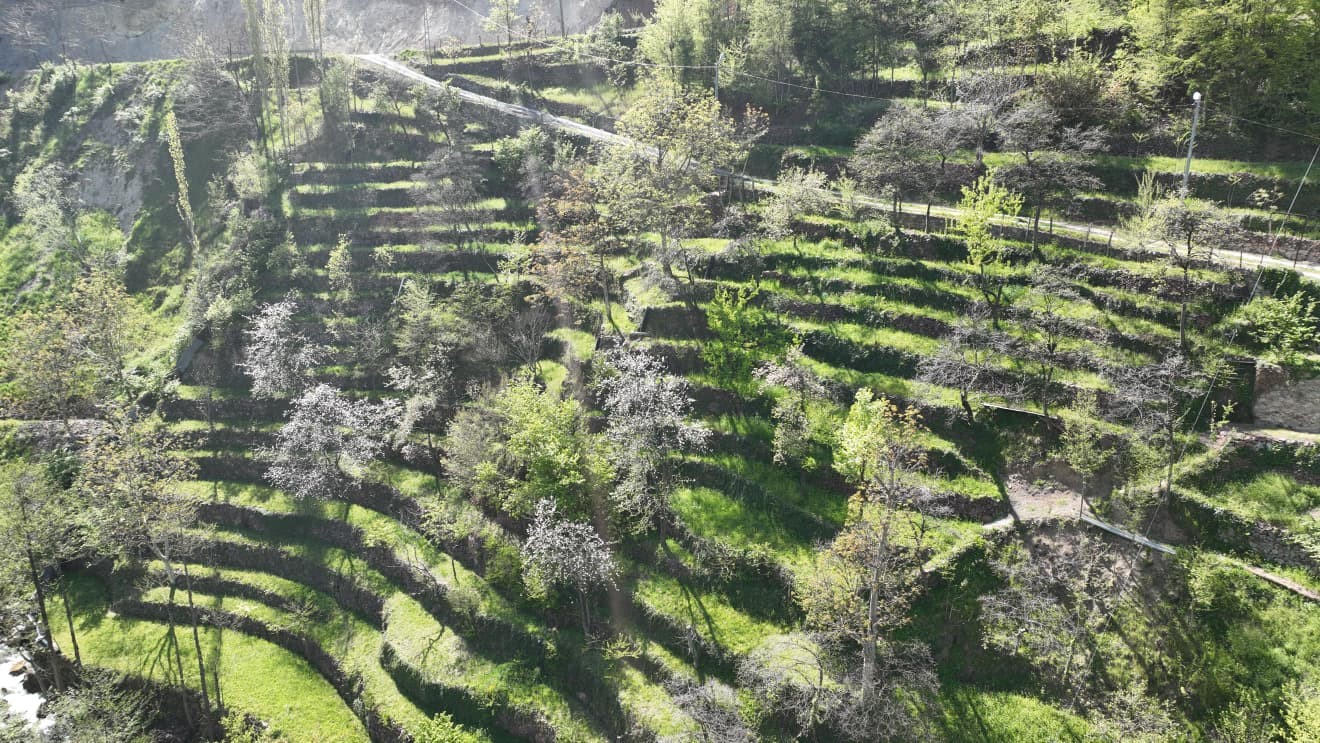 Dik yamaçta 60 yıllık emek, taş duvarlarla kurulan miras