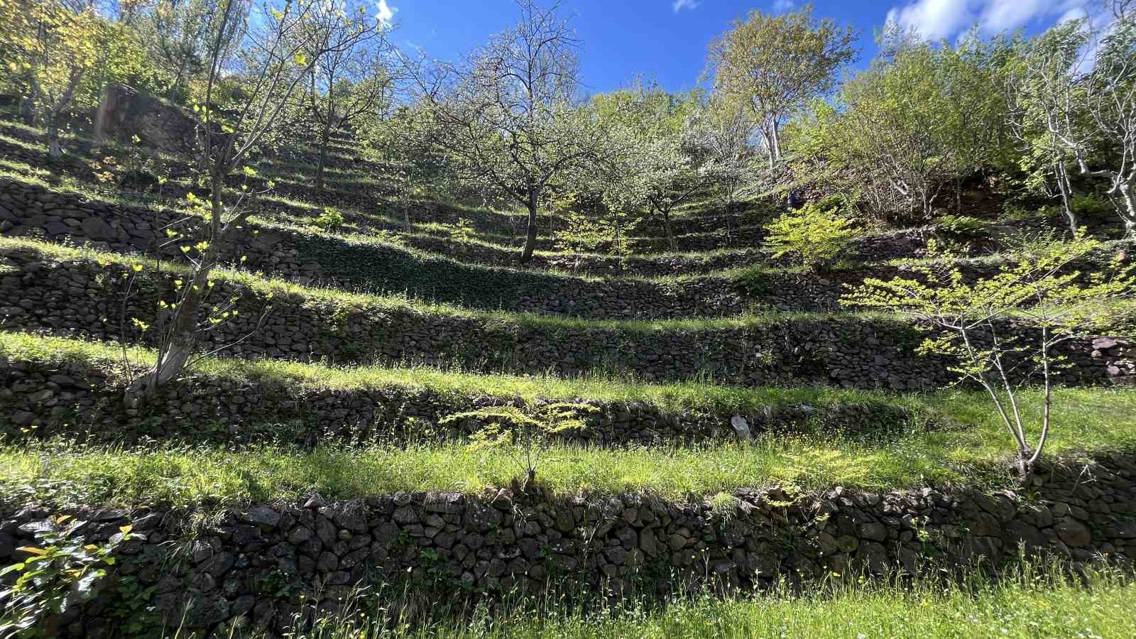 Dik yamaçta 60 yıllık emek, taş duvarlarla kurulan miras
