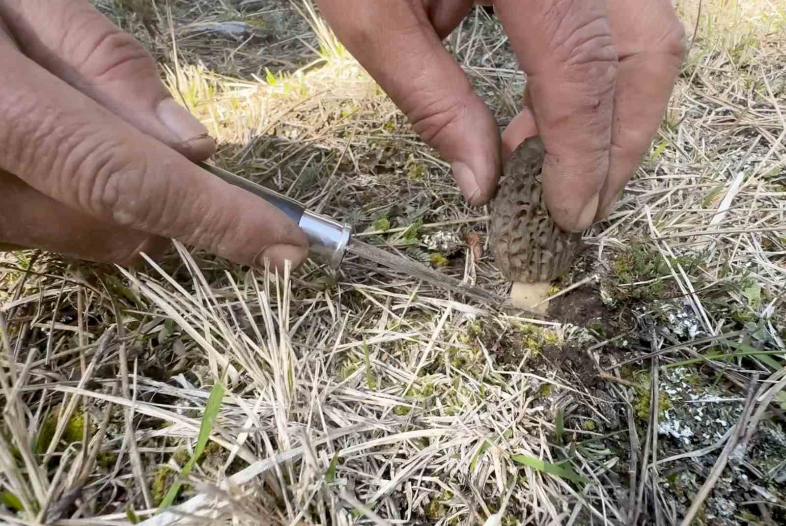 Kastamonu ormanlarında kuzug&ouml;beği mantarı bolluğu
