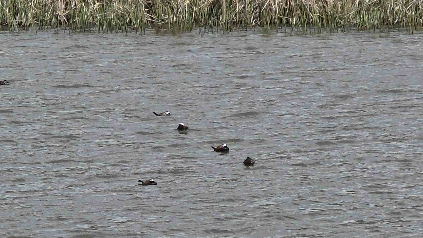 Van Gölü havzasında ’Mavi Gaga’ heyecanı: Nadir misafirler geri döndü