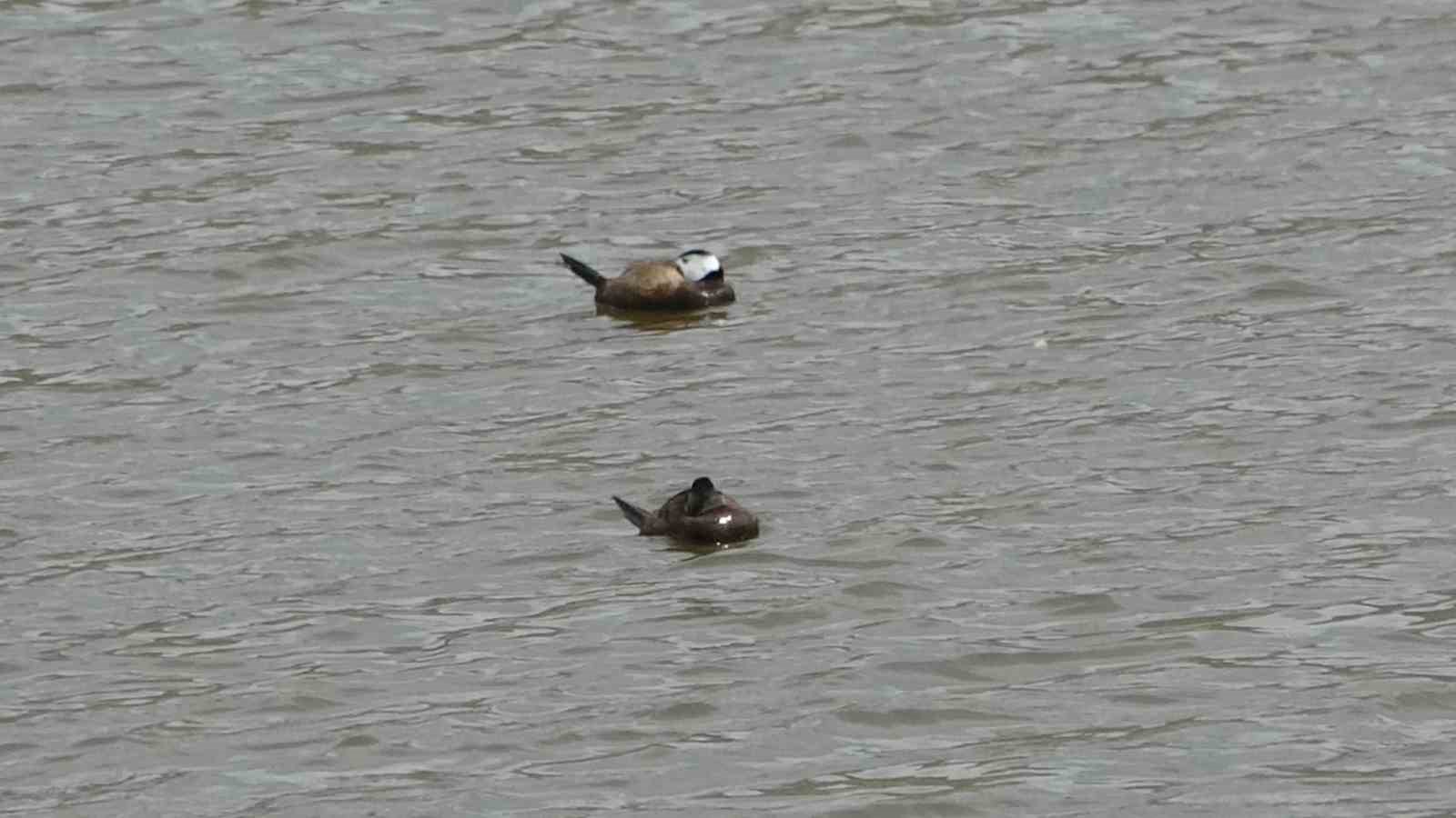 Van G&ouml;l&uuml; havzasında &rsquo;Mavi Gaga&rsquo; heyecanı: Nadir misafirler geri d&ouml;nd&uuml;
