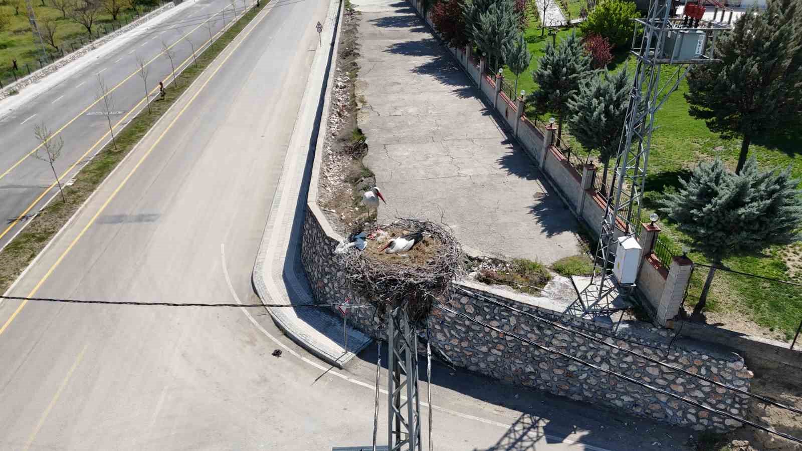 Malatya&rsquo;da baharın m&uuml;jdecisi leylekler yuvalarına d&ouml;n&uuml;yor
