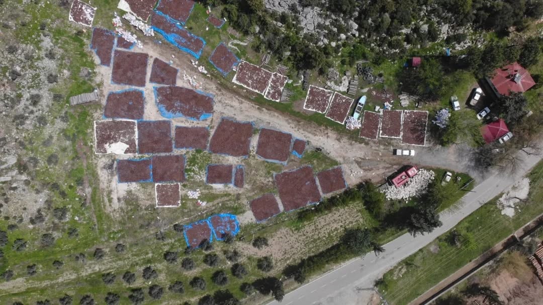 Kahramanmaraş&rsquo;ta kızıl&ccedil;am tohumları sahaya hazırlanıyor
