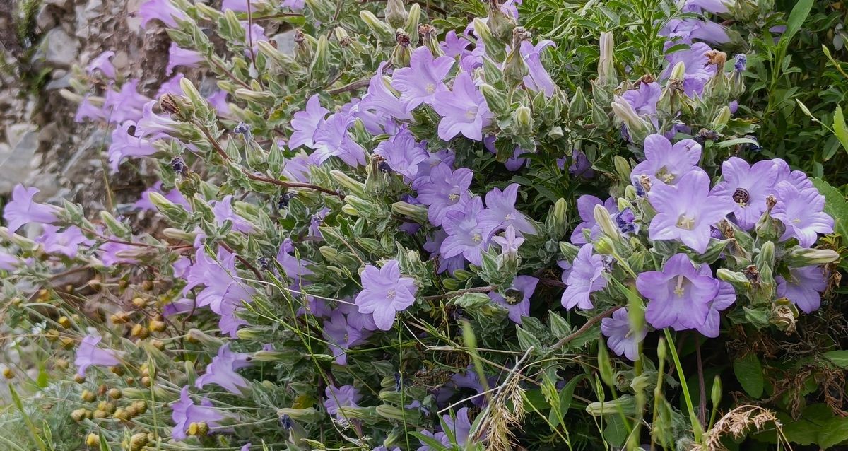 D&uuml;nyada sadece Aydın&rsquo;da yetişen &rsquo;K&uuml;&ccedil;&uuml;k &Ccedil;an&rsquo; yok olma tehlikesiyle karşı karşıya
