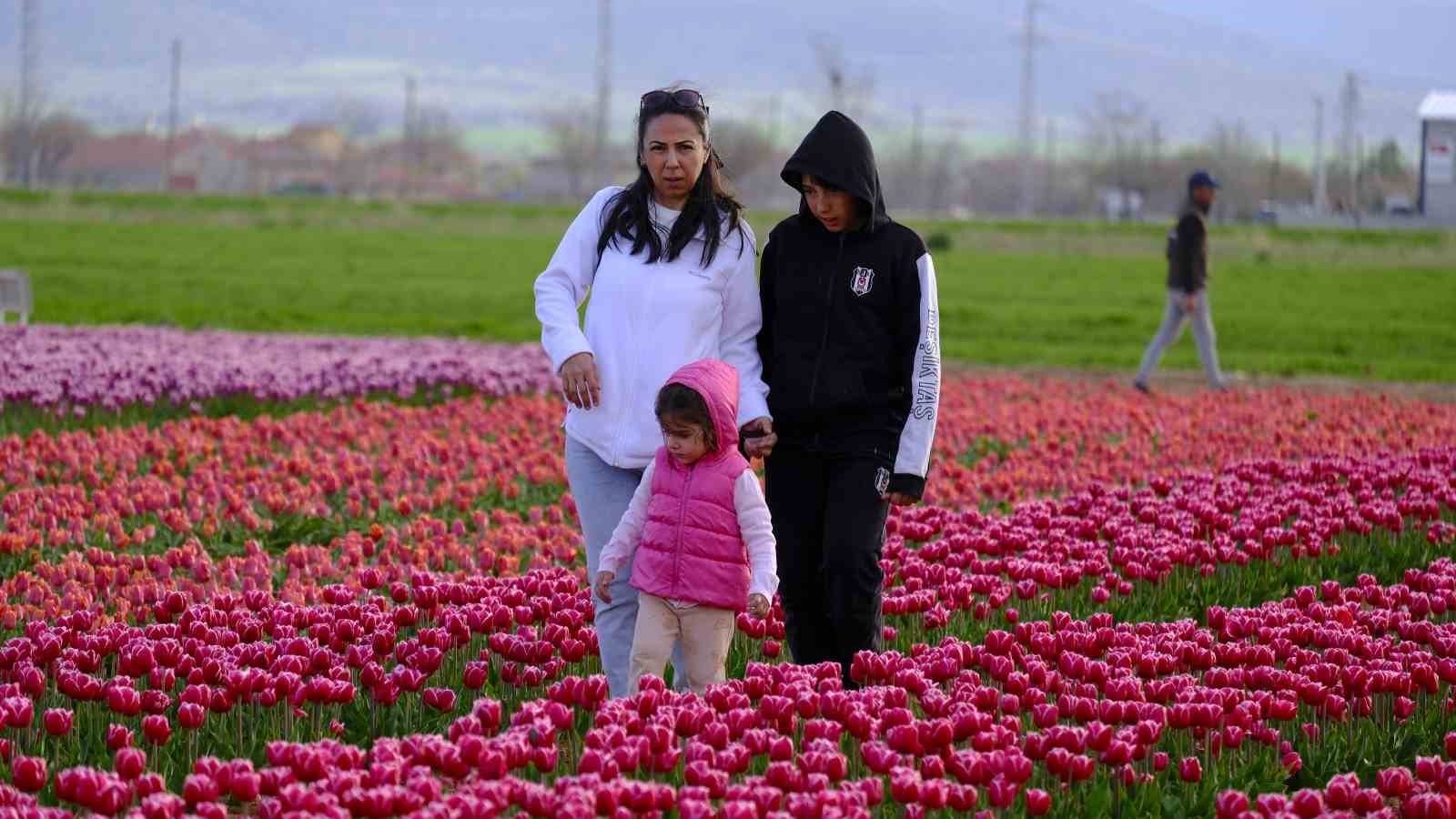 T&uuml;rkiye&rsquo;nin en b&uuml;y&uuml;k lale tarlasında ziyaret&ccedil;i rekoru
