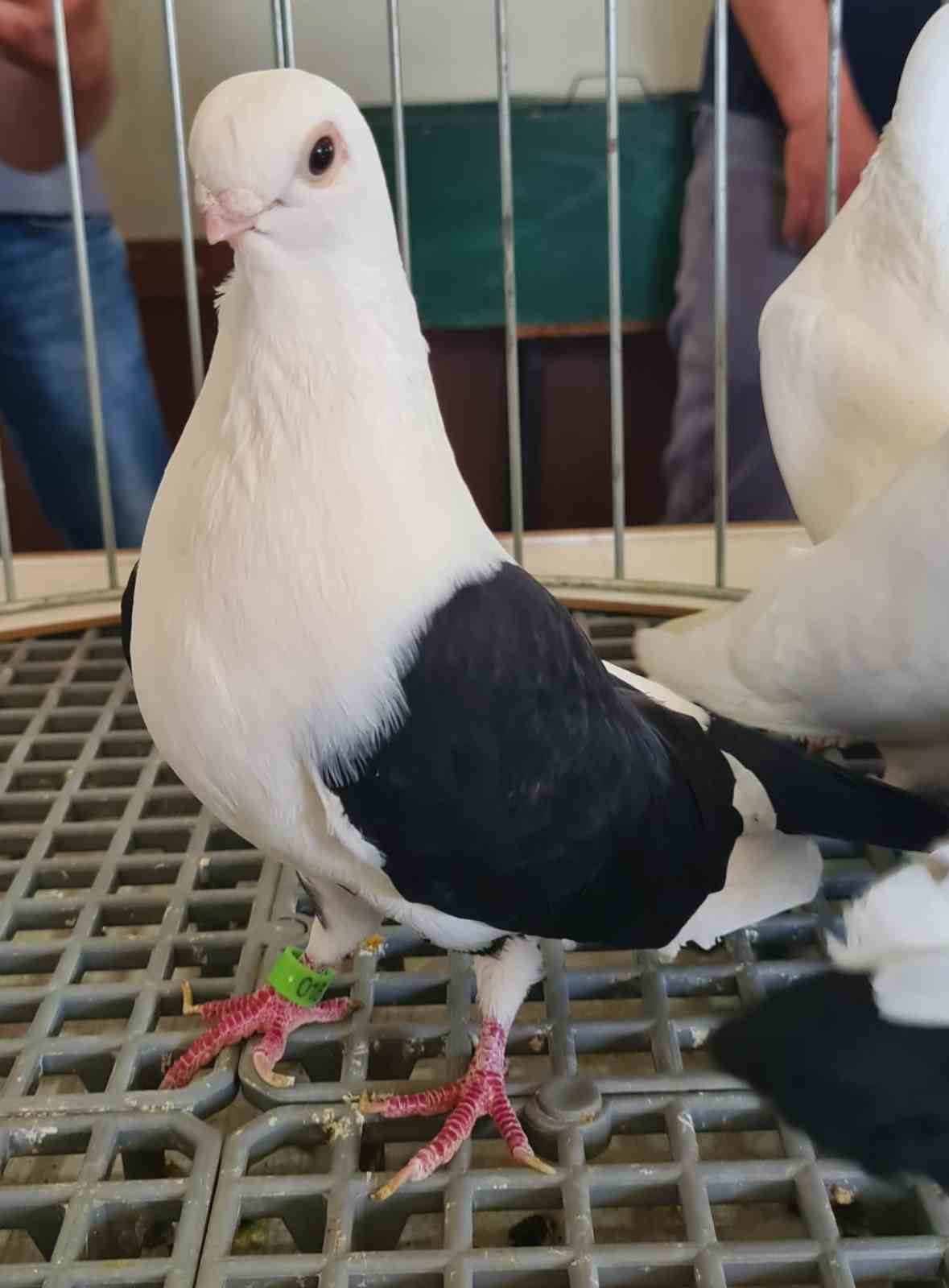 Denizli azman g&uuml;vercinleri g&uuml;zellikleriyle mest etti
