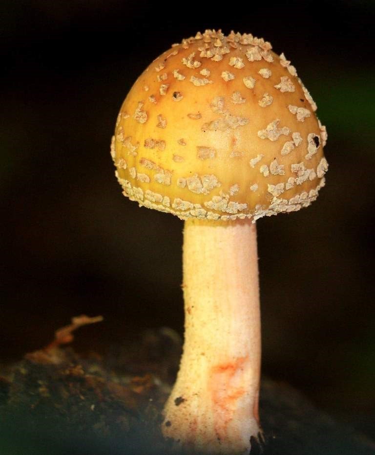 Kahverengi kokarcaya karşı m&uuml;cadelede zehirli mantarlardan yararlanılacak
