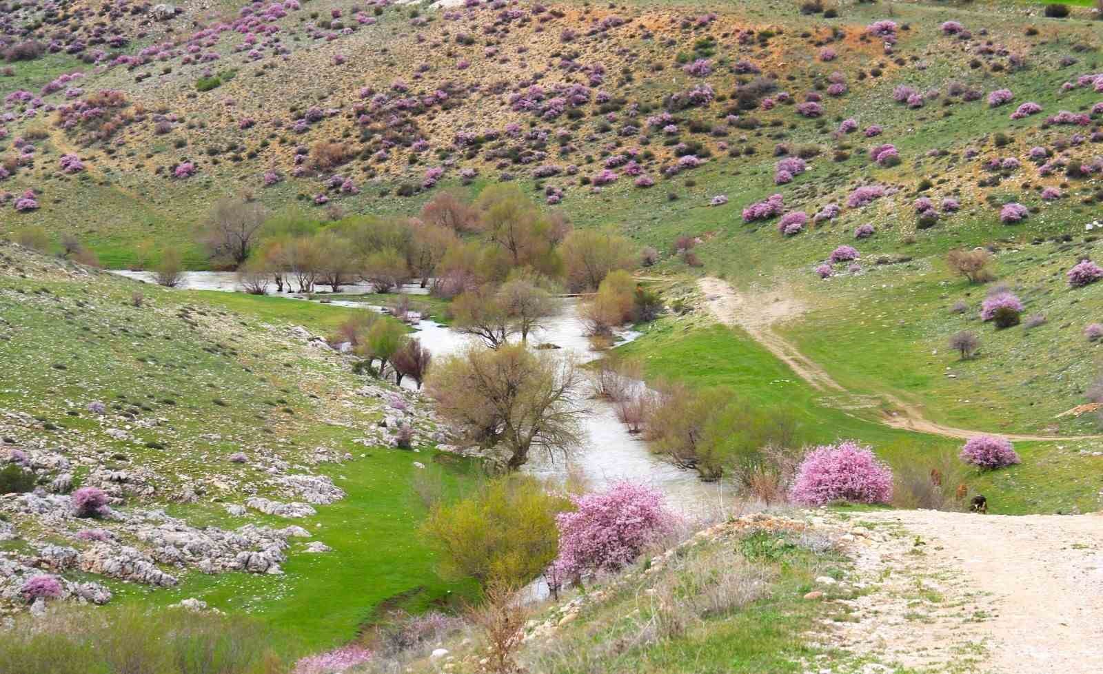 Hurman &Ccedil;ayı &ccedil;evresinde yabani bademler pembe &ccedil;i&ccedil;ek a&ccedil;tı
