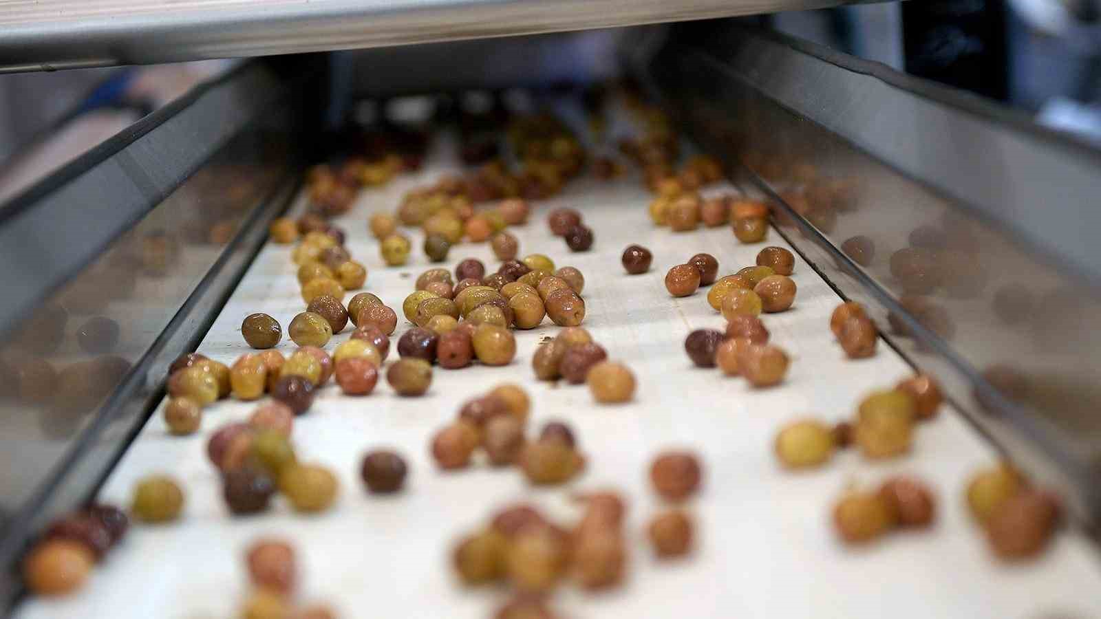 Zeytinin zirvesi İzmir&rsquo;de kuruluyor
