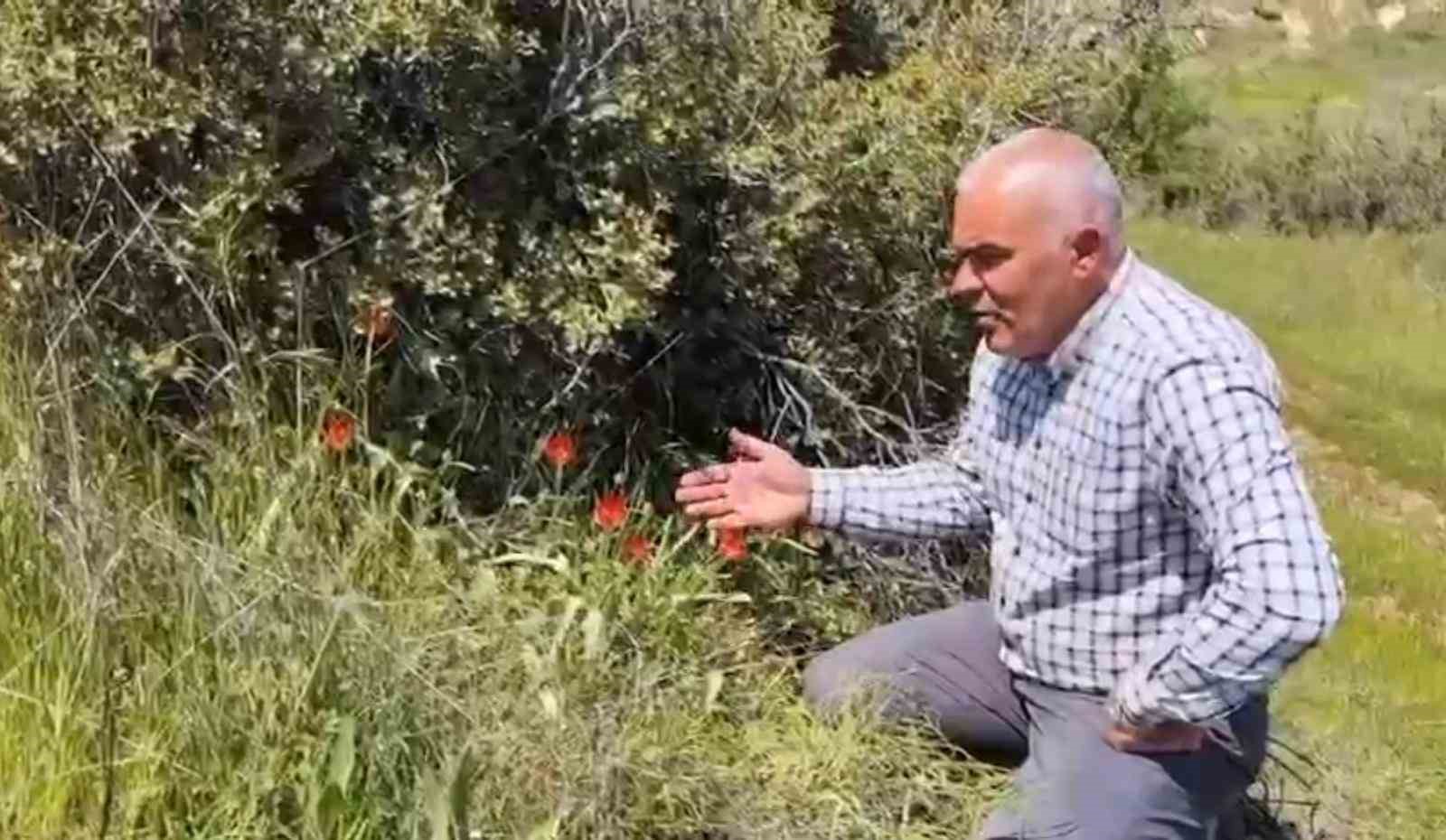 Denizli’de anemon lalesi yetişti