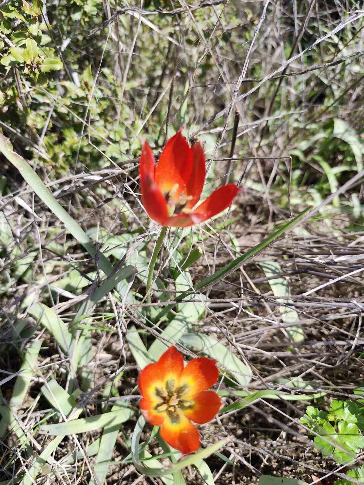 Denizli&rsquo;de anemon lalesi yetişti

