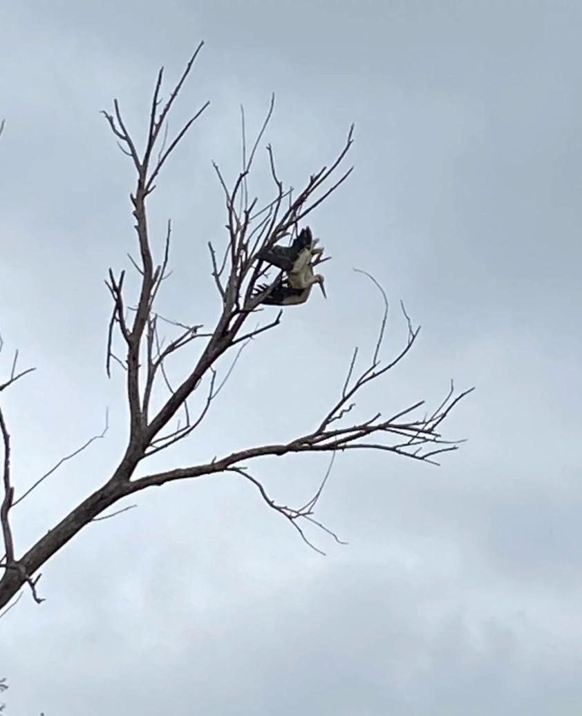 Ağa&ccedil;ta asılı kalan leylek kurtarıldı
