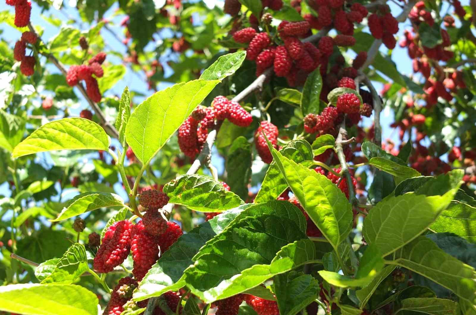 Burhaniye&rsquo;de baharın ilk meyveleri dutlar kendini g&ouml;sterdi
