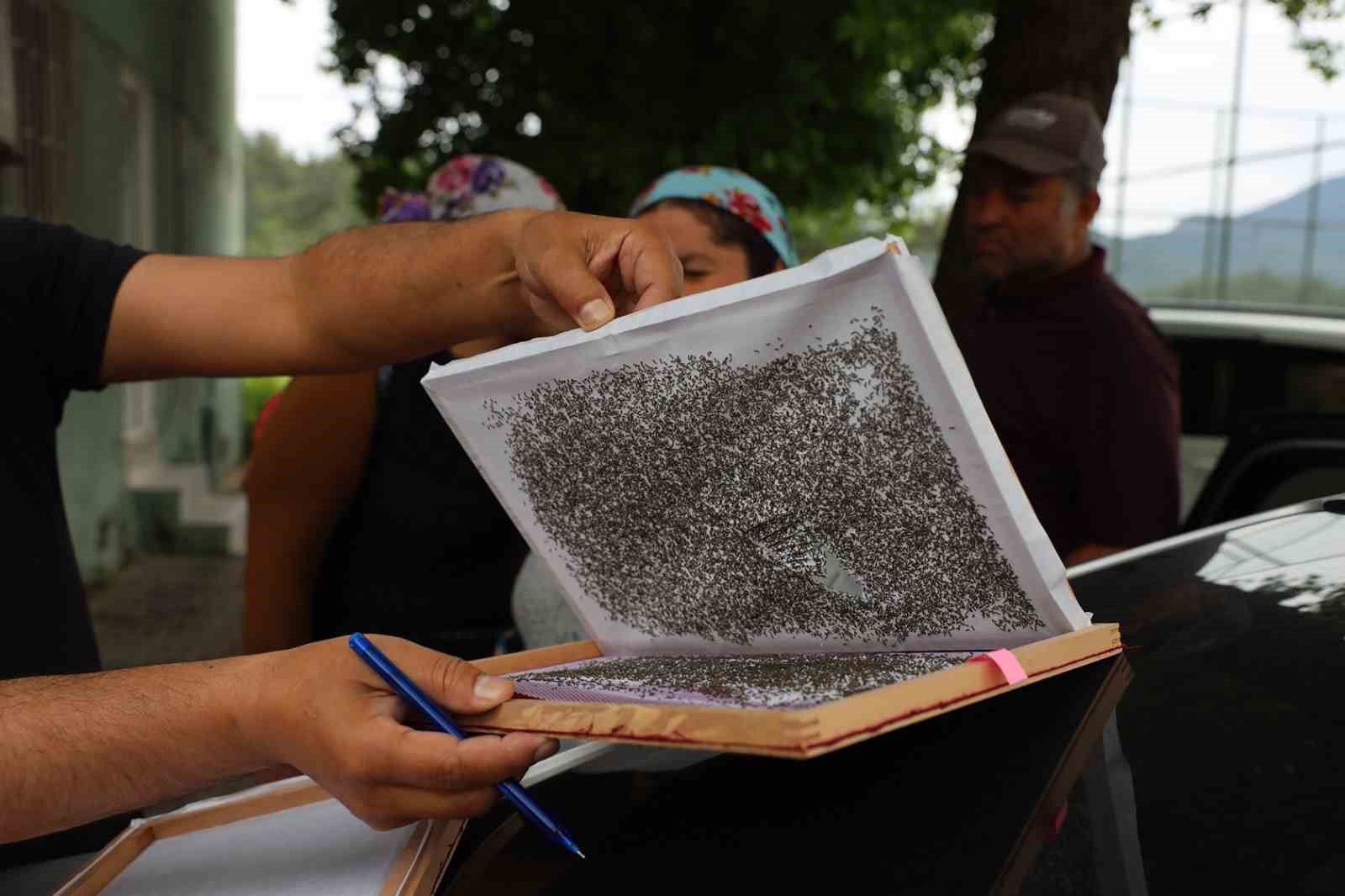 K&ouml;yceğiz&rsquo;de 98 &uuml;reticiye İpekb&ouml;ceği larvası dağıtıldı
