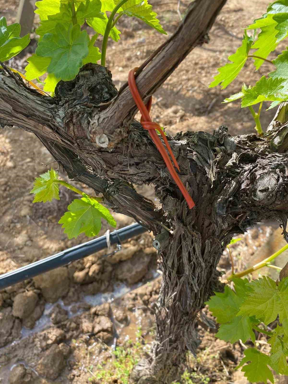 Sarıg&ouml;l Ovası&rsquo;nda &uuml;z&uuml;m bağlarında "Fenomen Tel" seferberliği
