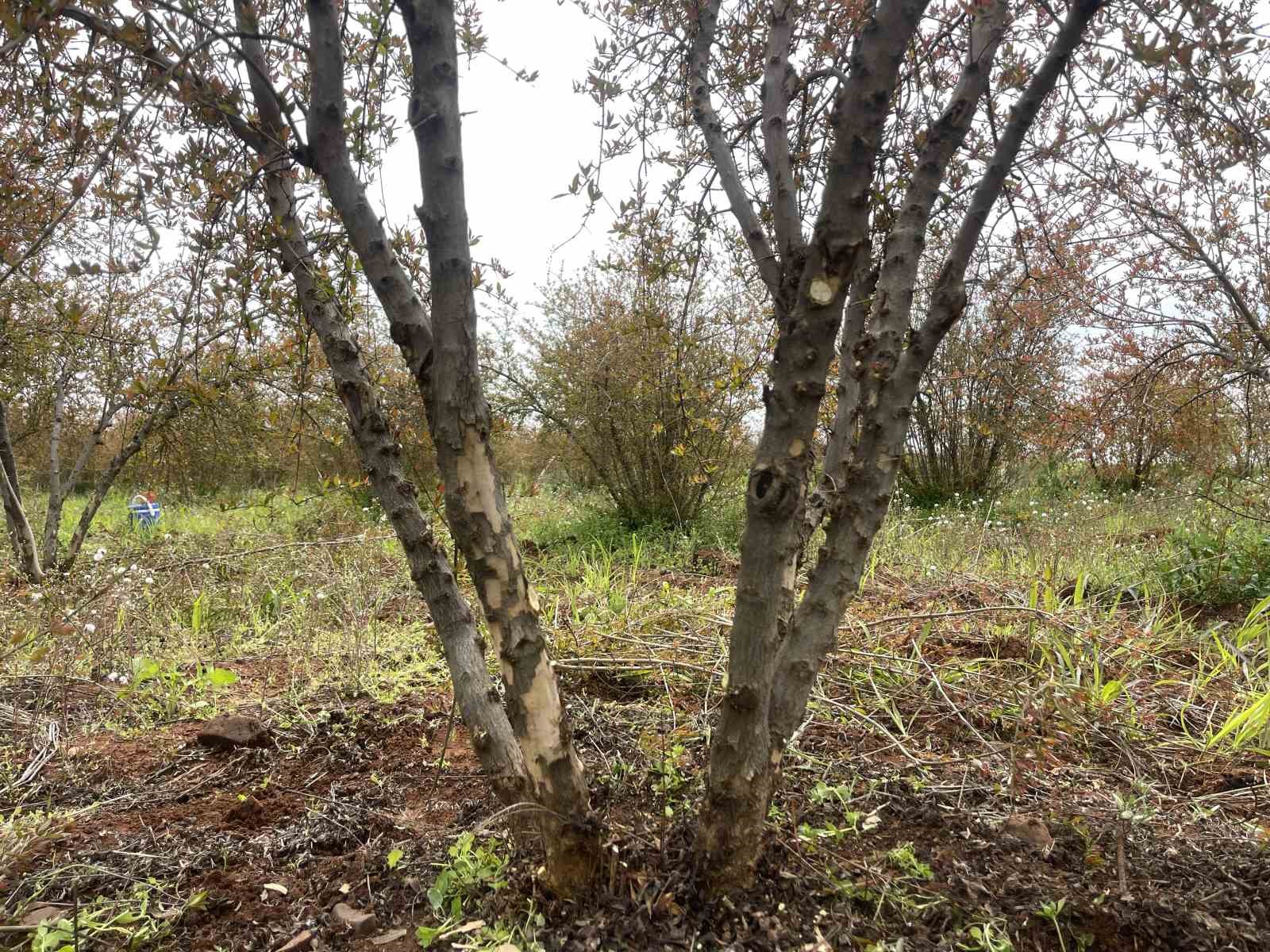 AB tescilli Suru&ccedil; narında budama zamanı
