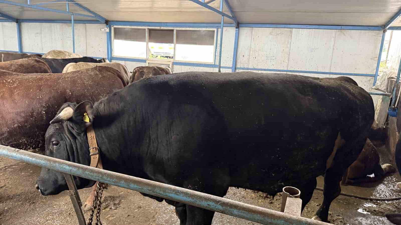 Aksiliklerinden kantara &ccedil;ıkamıyorlar: 4 yaşındaki dev tosunları g&ouml;ren bir daha bakıyor
