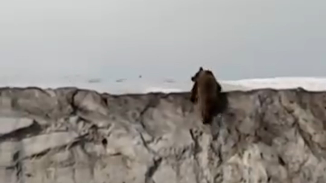 Van&rsquo;da kara yoluna inen ayı kameraya yansıdı
