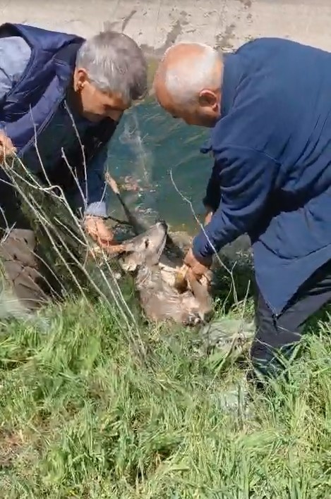 Sulama kanalına düşen karacayı vatandaşlar kurtardı