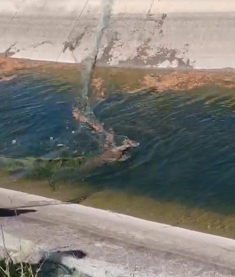 Sulama kanalına d&uuml;şen karacayı vatandaşlar kurtardı
