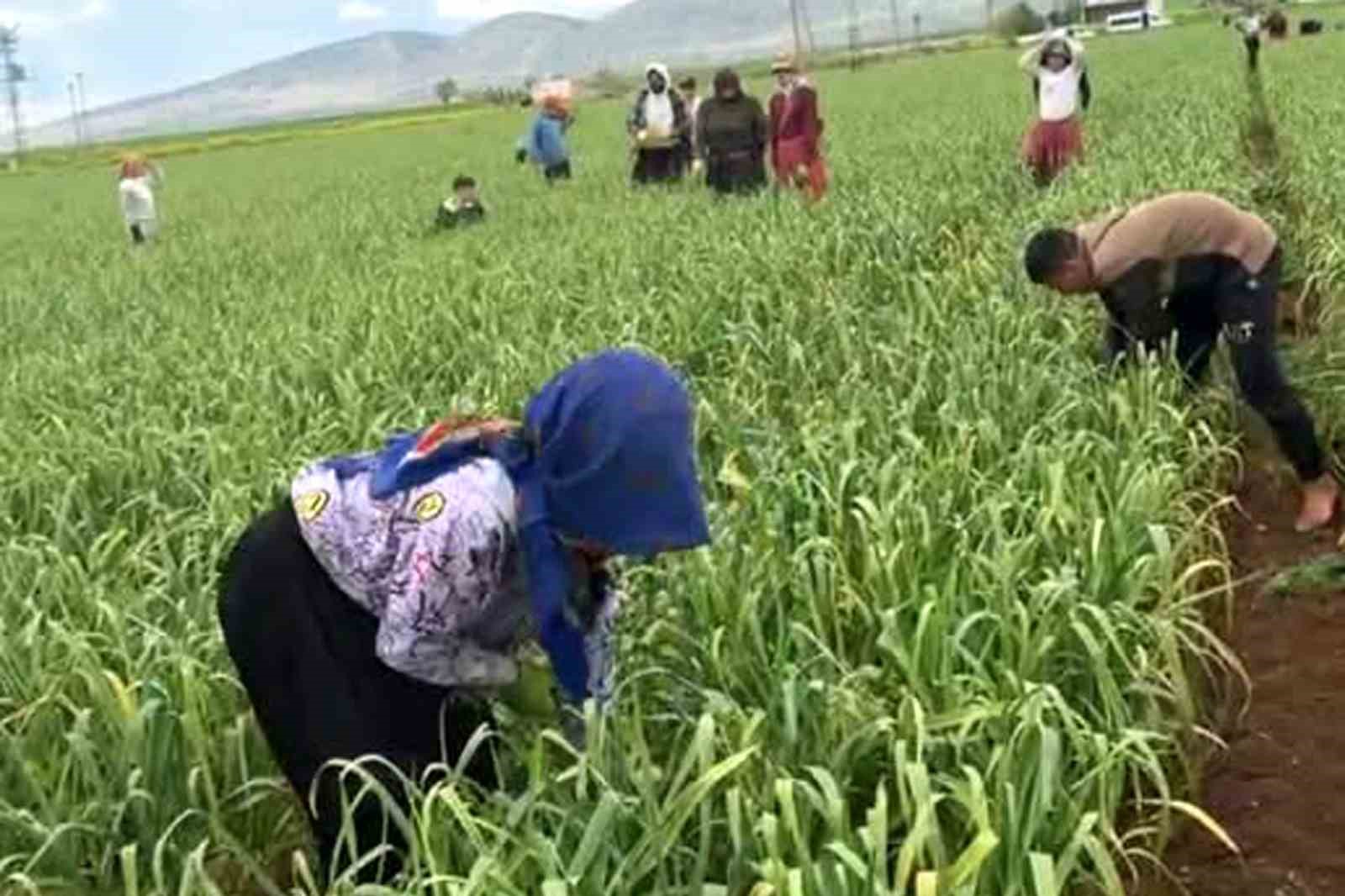 AB tescilli araban sarımsağında yabancı ot temizliği s&uuml;r&uuml;yor
