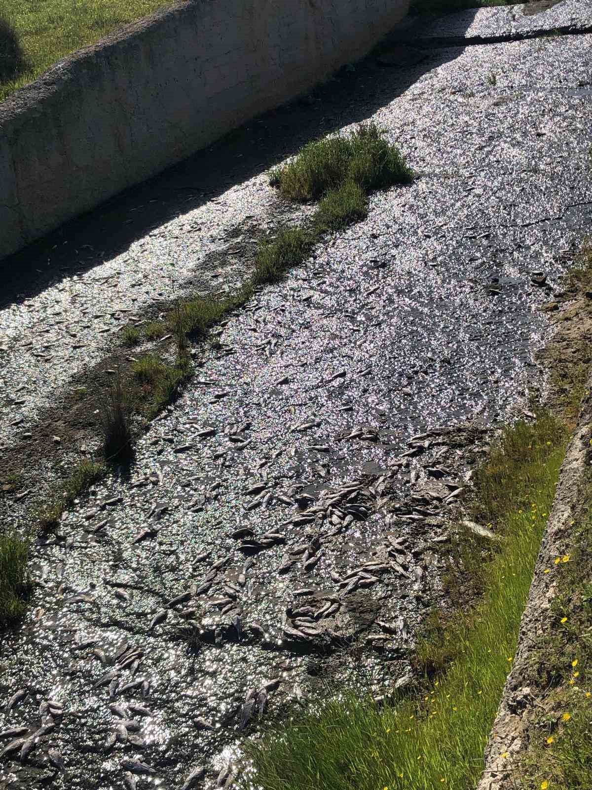 Tekirdağ&rsquo;da g&ouml;lde toplu balık &ouml;l&uuml;mleri yaşandı
