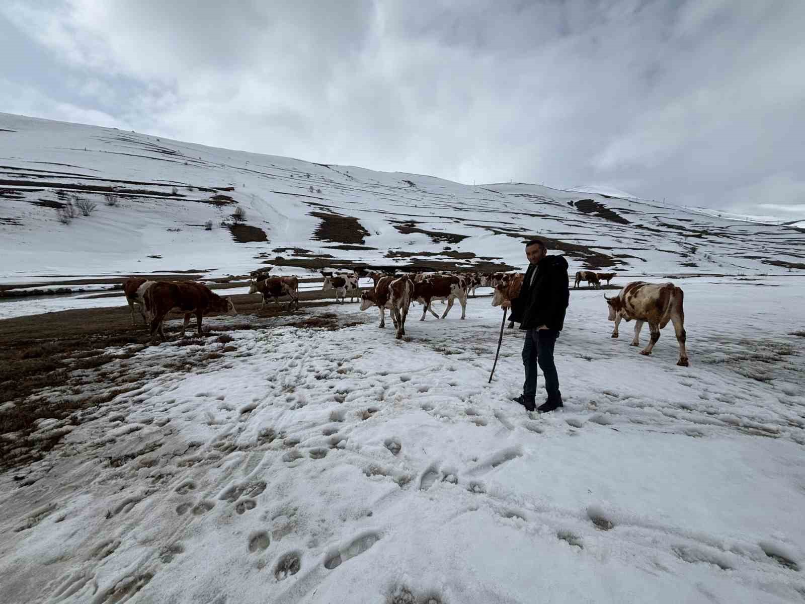 Ardahan’da kış mevsiminin uzaması hayvancılığı vurdu
