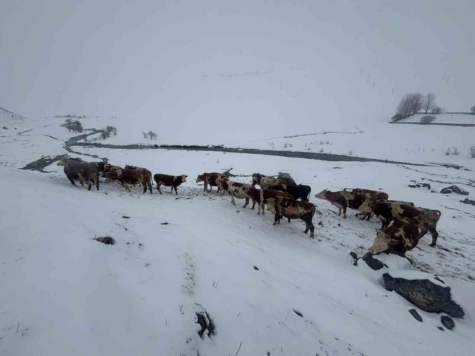 Ardahan&rsquo;da kış mevsiminin uzaması hayvancılığı vurdu
