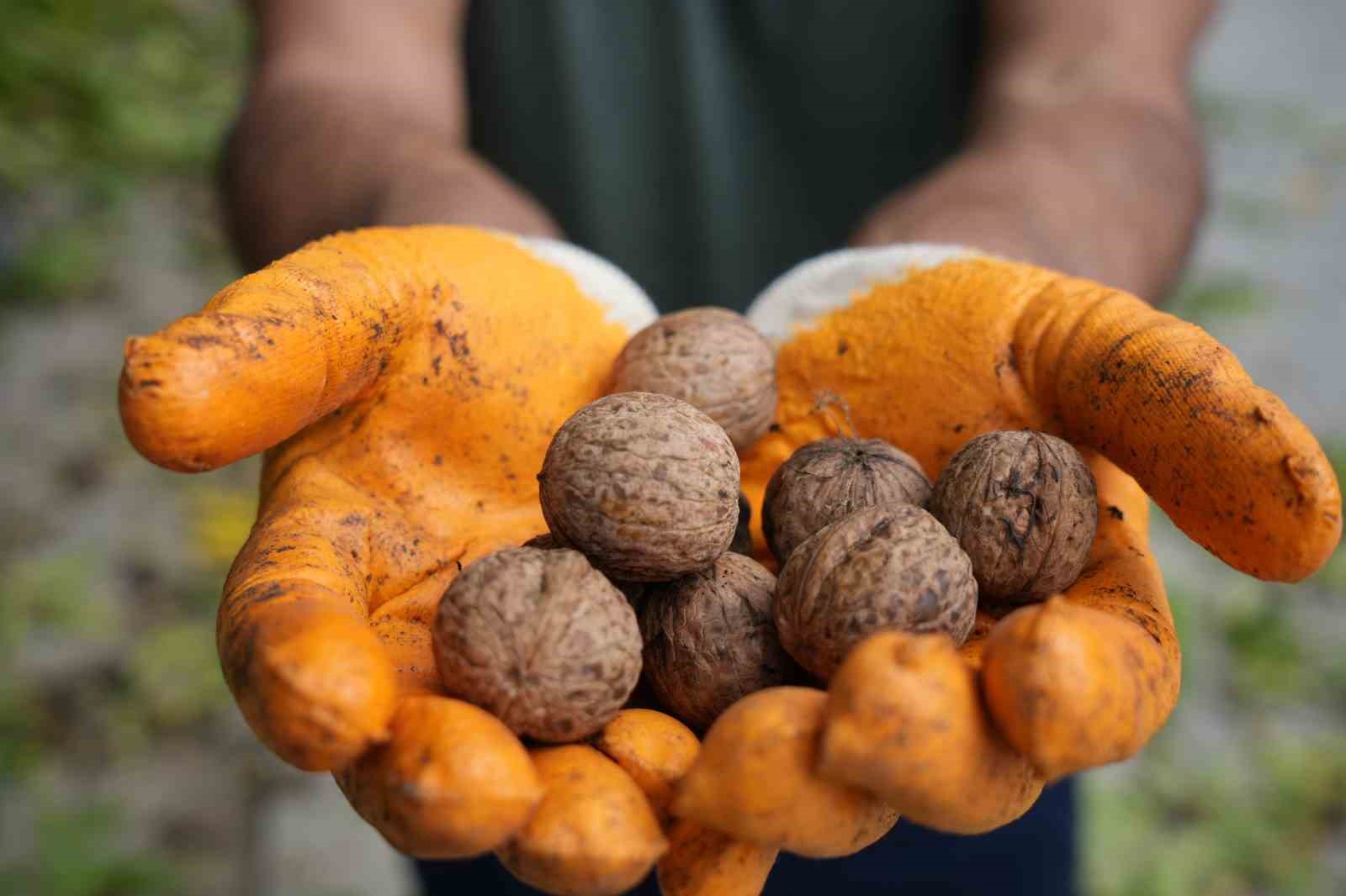 Ceviz &uuml;reticilerine antraknoz uyarısı
