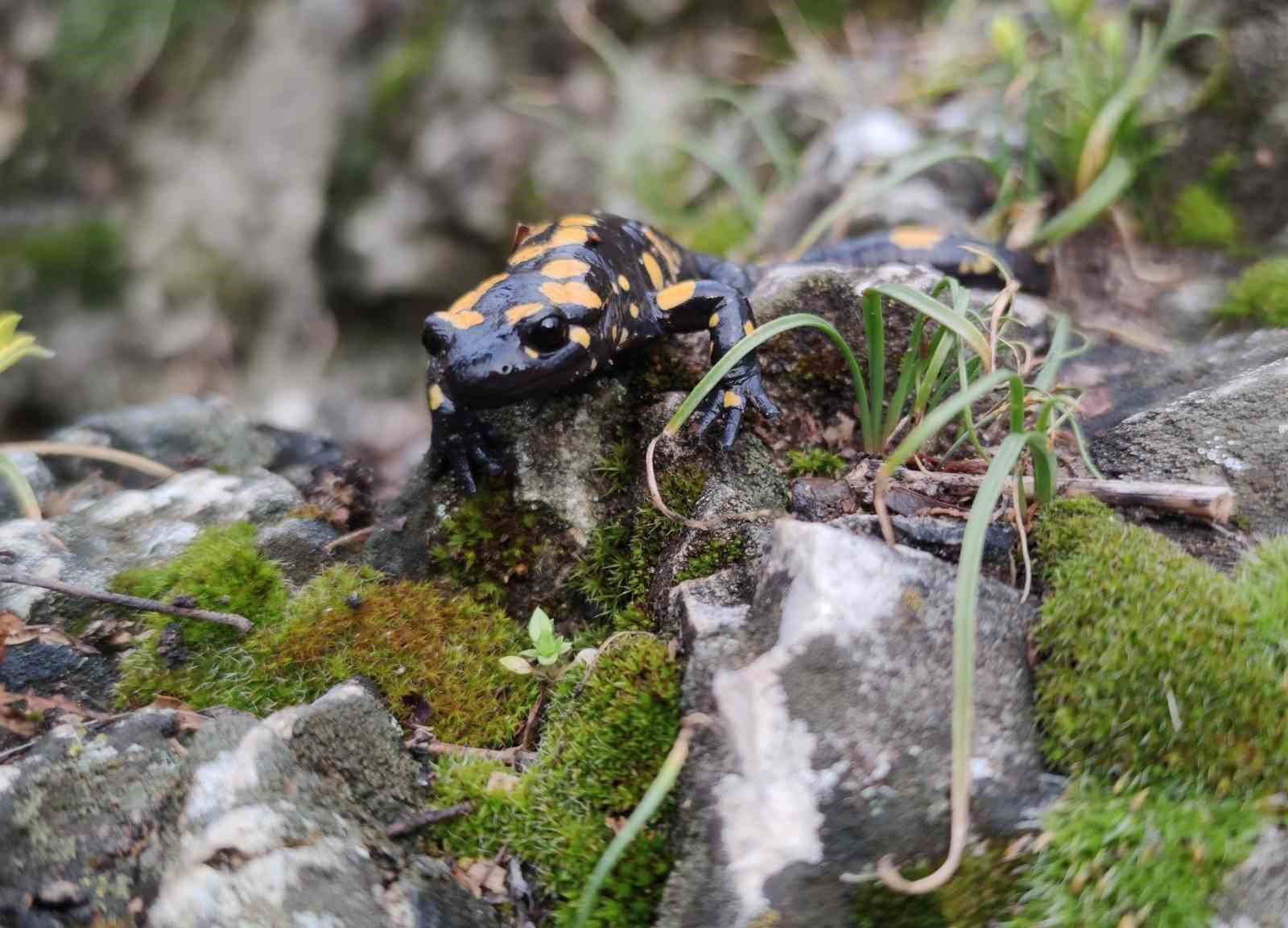 Yağmur yağışlarıyla birlikte "Doğanın gizli kahramanları" b&ouml;cekler iş başı yaptı
