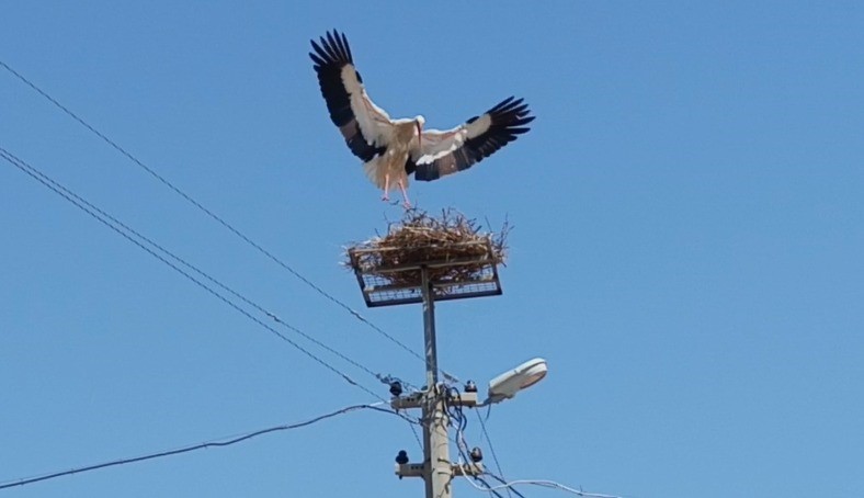 Sazlı’da leylekler yeni yuvasına kavuştu