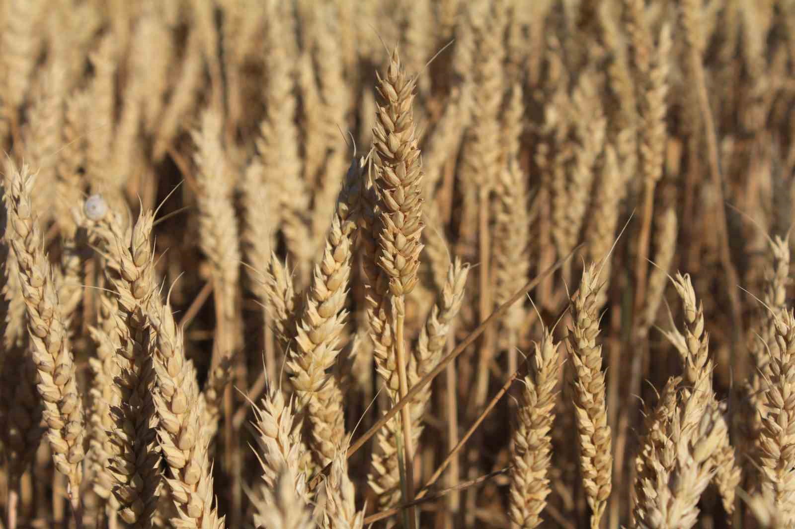 D&uuml;nya hububat &uuml;retiminde bir ilk ger&ccedil;ekleşecek
