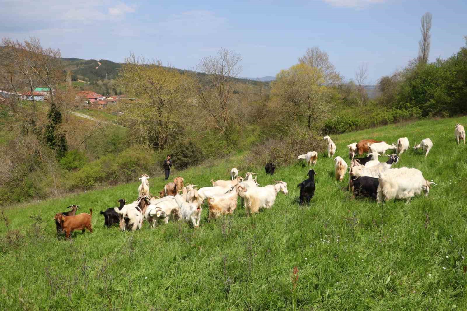 Minik &ccedil;obanlar Lapseki&rsquo;de kıyasıya yarışacak
