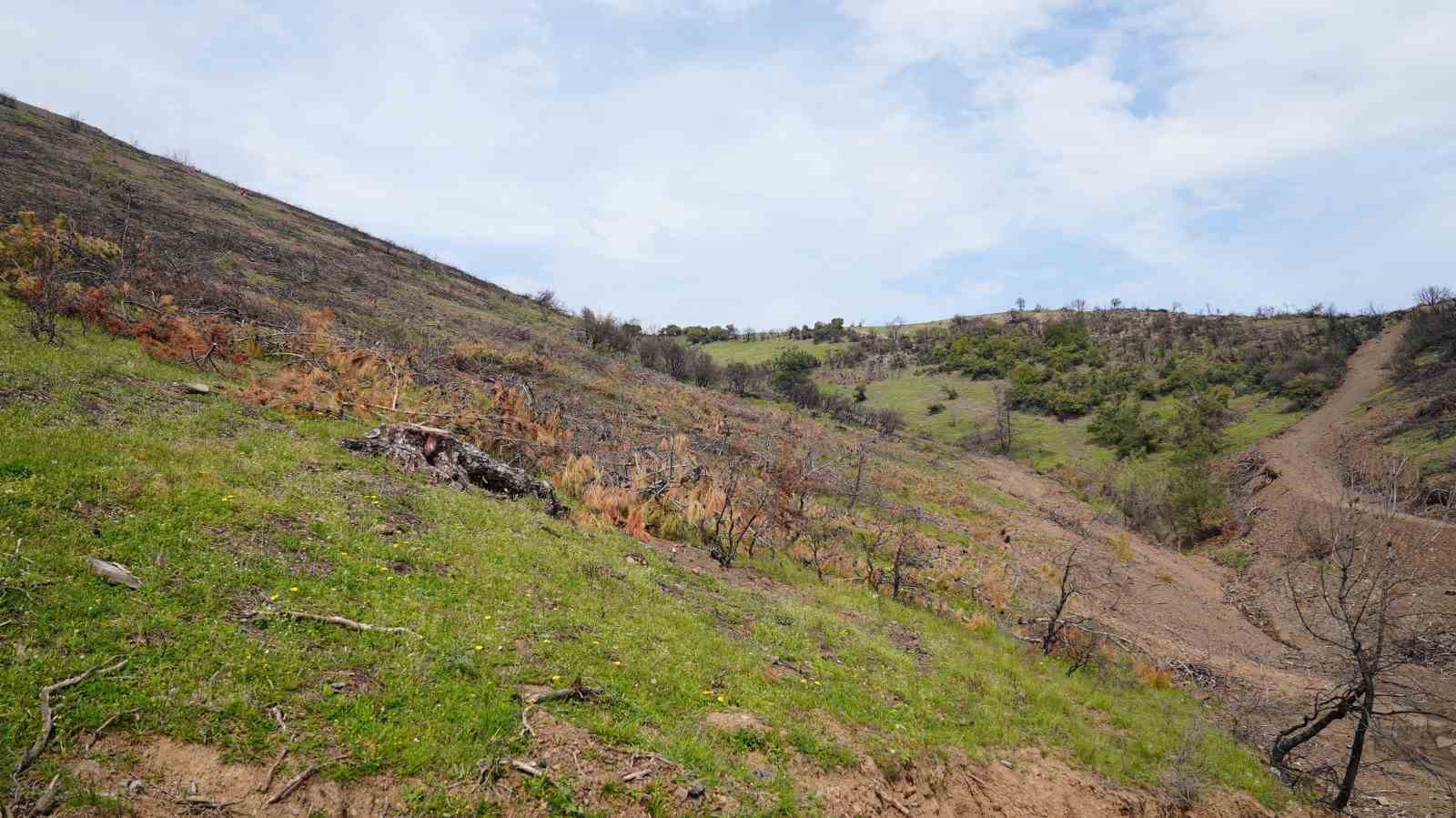 Başkan Işık&rsquo;tan yeşil G&uuml;rsu &ccedil;ağrısı
