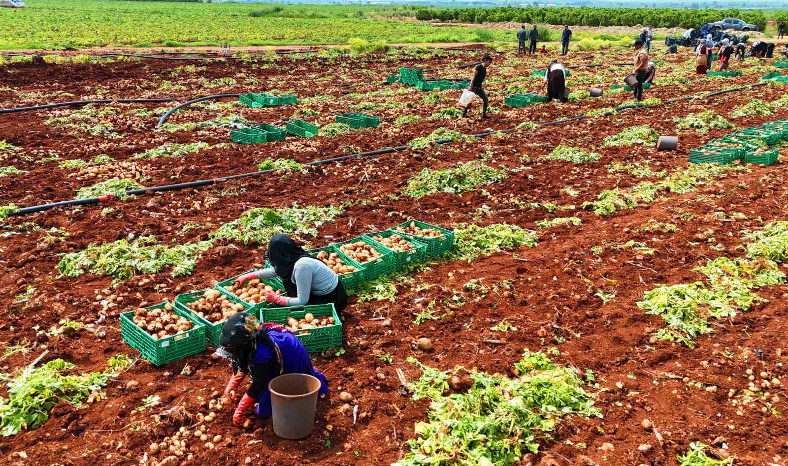 Turfanda patateste hasat başladı
