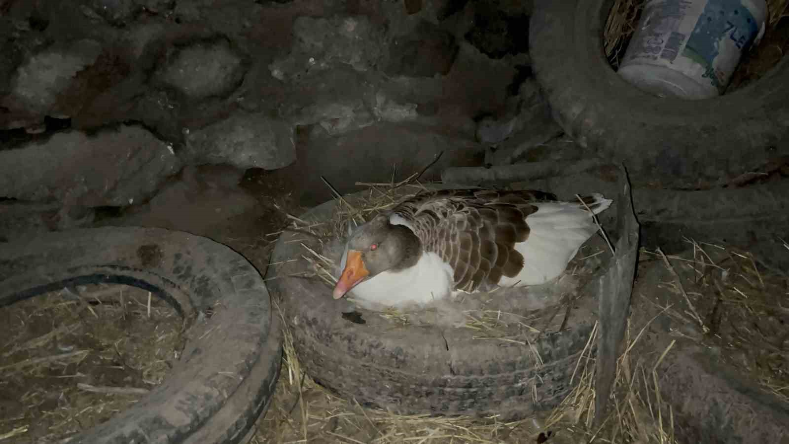 Kars&rsquo;ta kazlar kulu&ccedil;kada, k&ouml;ylerde seferberlik başladı
