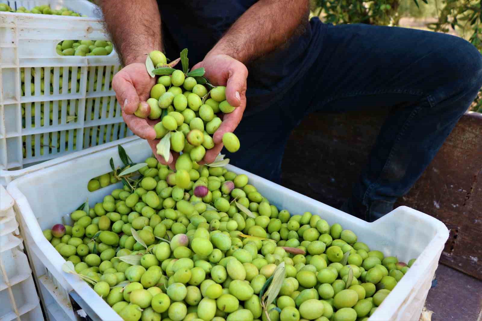 Akhisar&rsquo;da zeytin i&ccedil;in tarihi buluşma
