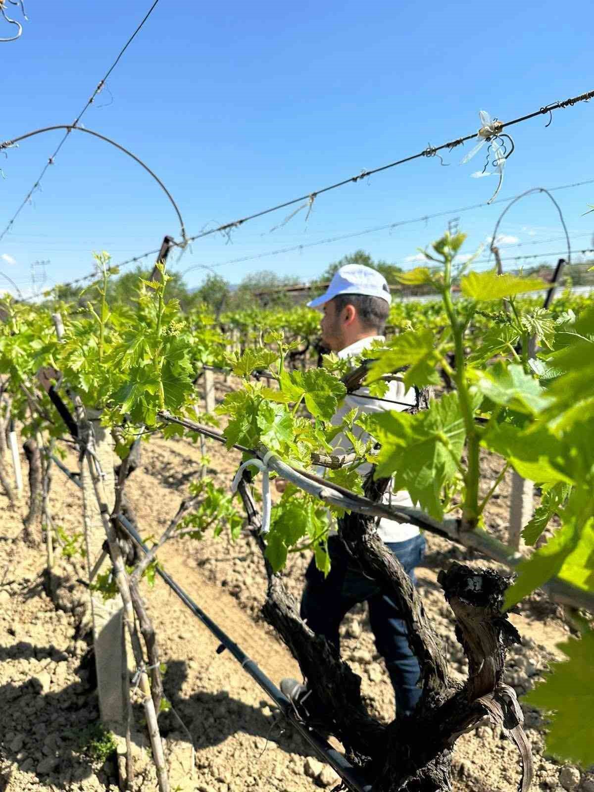 Sarıg&ouml;l bağlarında 3K hamlesi
