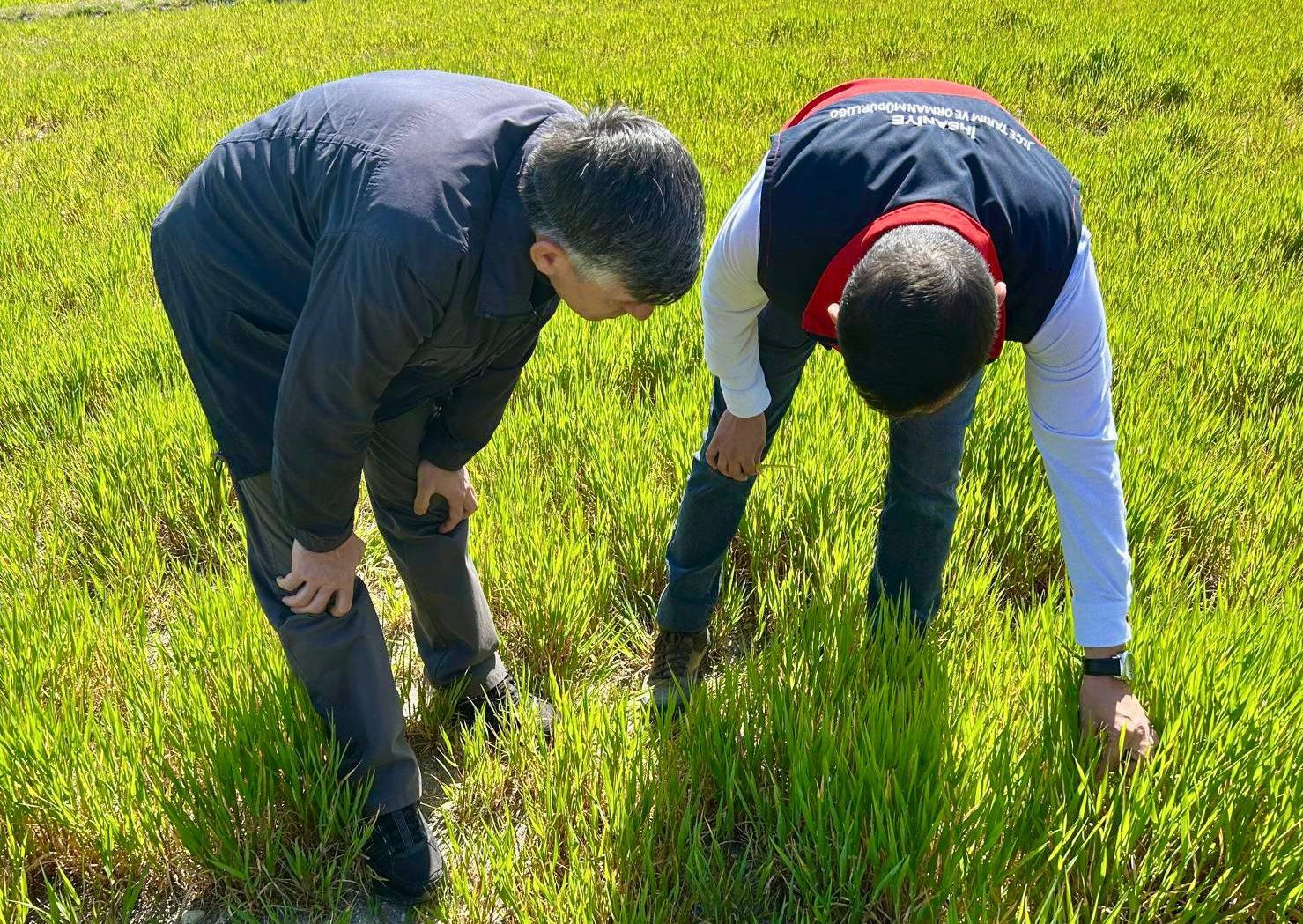 Hububat ta g&ouml;r&uuml;len s&uuml;ne ve diğer zararlılara karşı kontroller başladı
