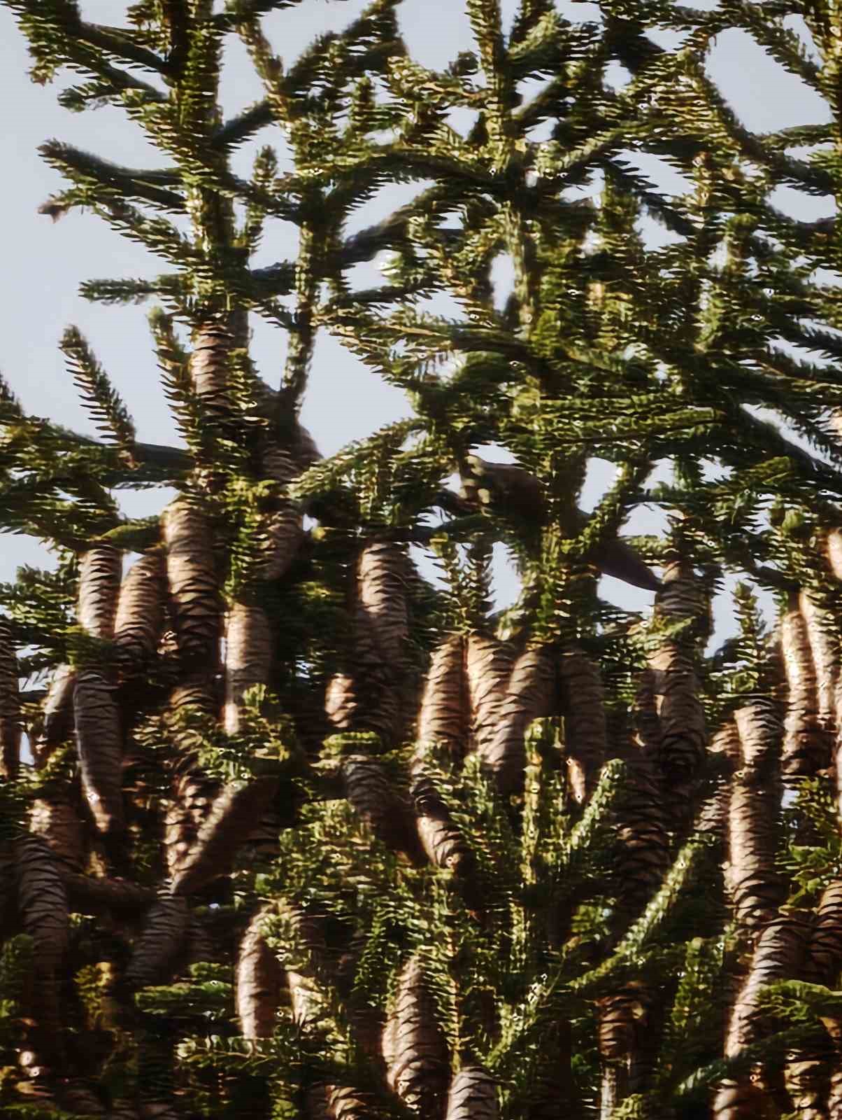 Artvin&rsquo;de 40 metrelik g&ouml;knar ağacının tepesine takılan dronu b&ouml;yle kurtardılar
