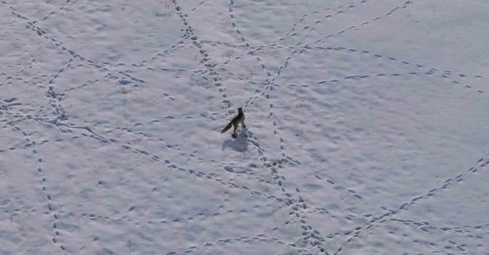 Van’da tilkinin avı dron kamerasına yansıdı