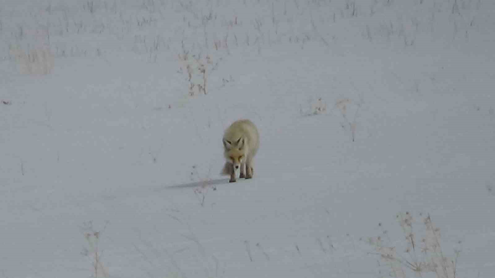 Van&rsquo;da tilkinin avı dron kamerasına yansıdı

