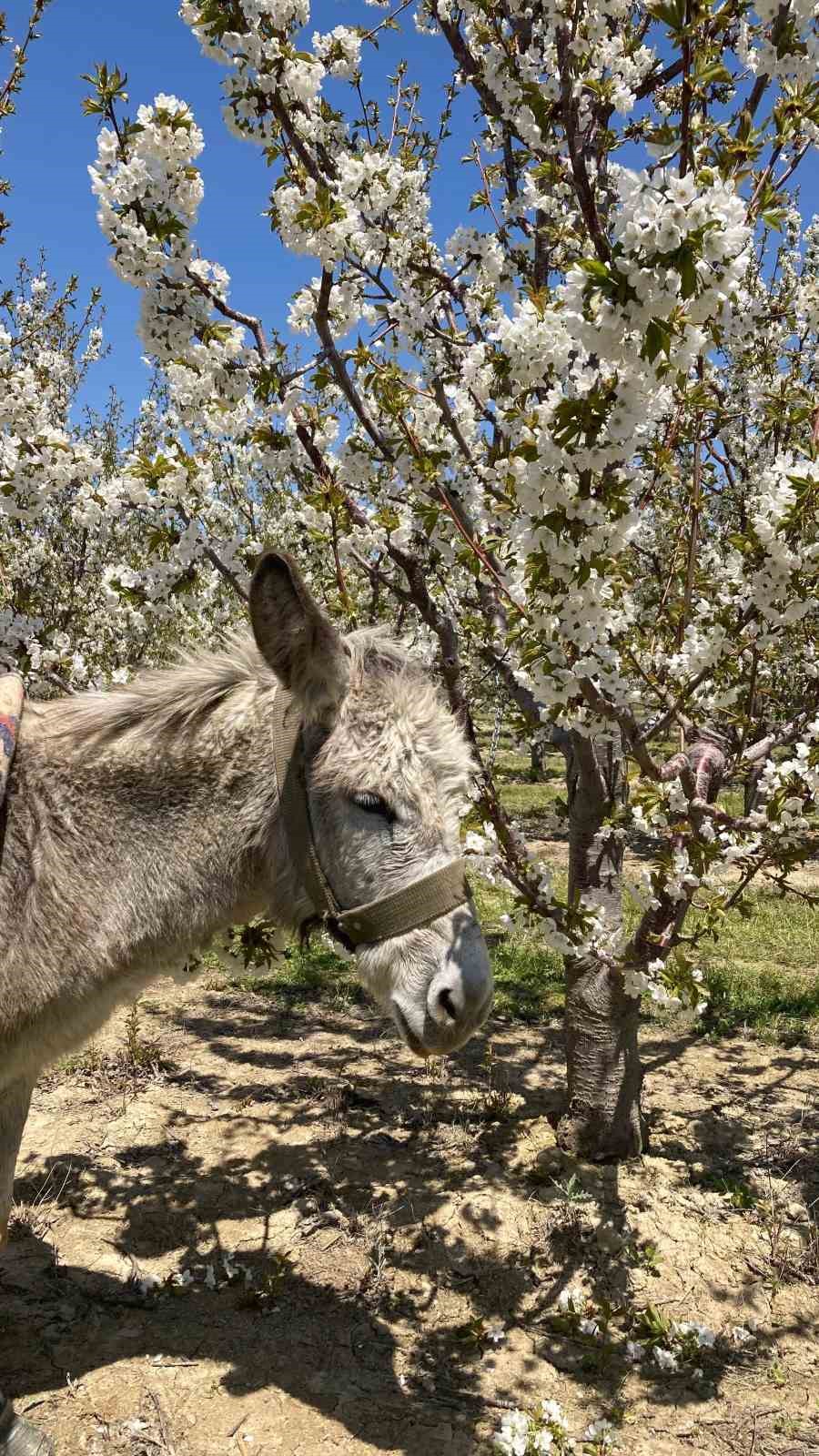 Beşinci &lsquo;Kiraz &Ccedil;i&ccedil;eği Fotoğraf Etkinliği&rsquo; ger&ccedil;ekleştirildi
